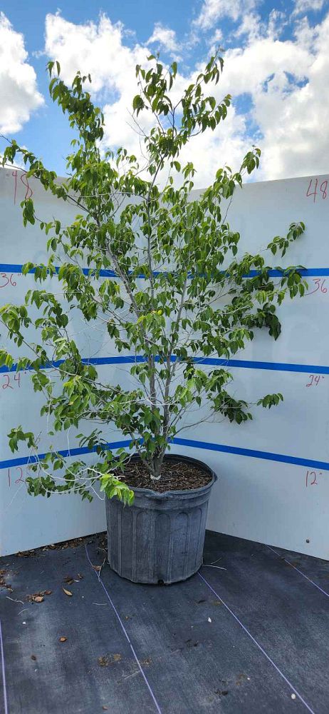 carpinus-caroliniana-virginiana-american-hornbeam