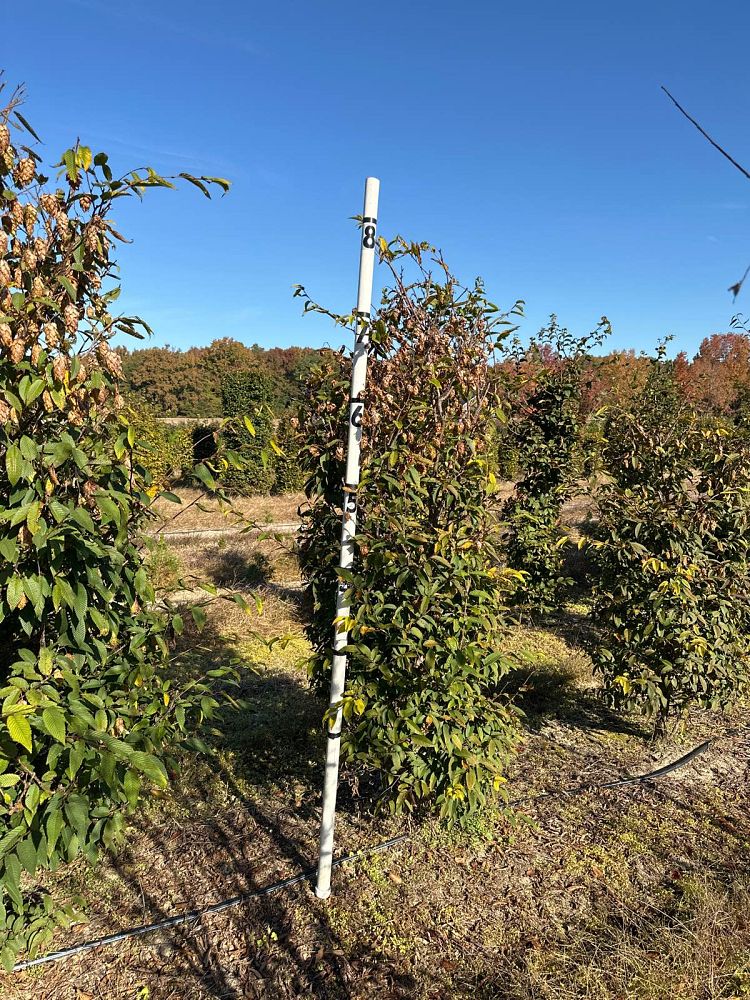 carpinus-japonica-japanese-hornbeam