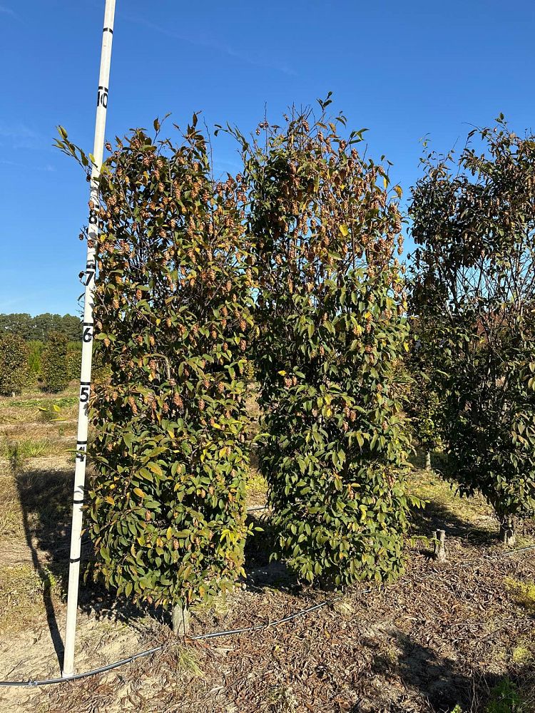 carpinus-japonica-japanese-hornbeam