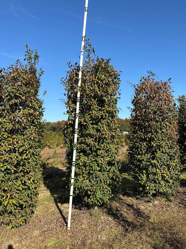 carpinus-japonica-japanese-hornbeam