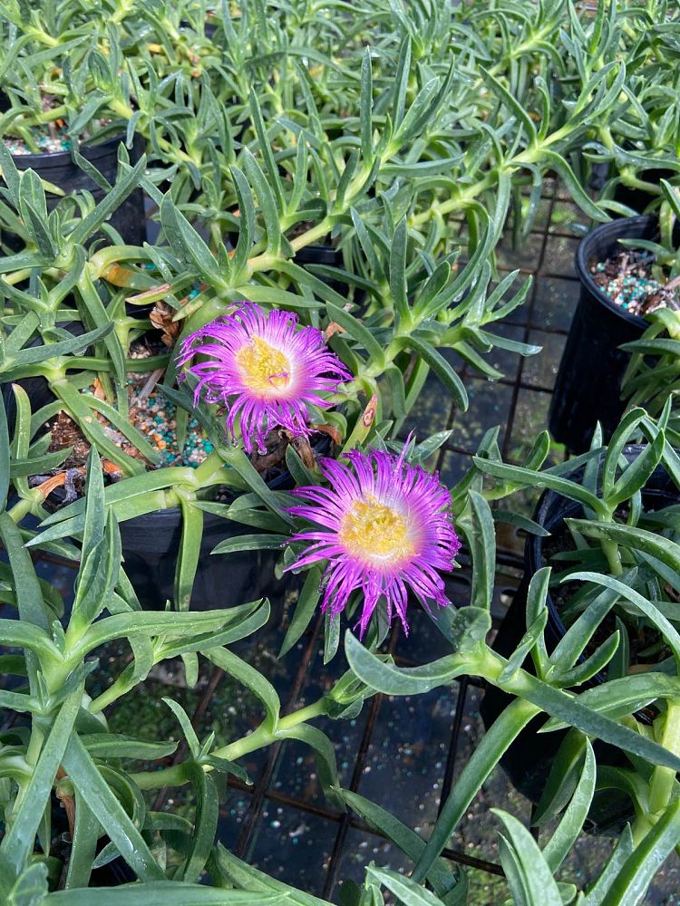 carpobrotus-chilensis-giant-ice-plant