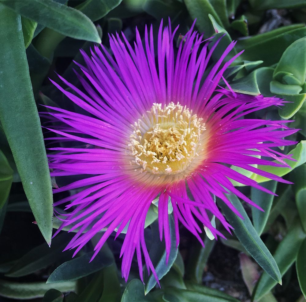 carpobrotus-pigface-ice-plant-hottentot-plant