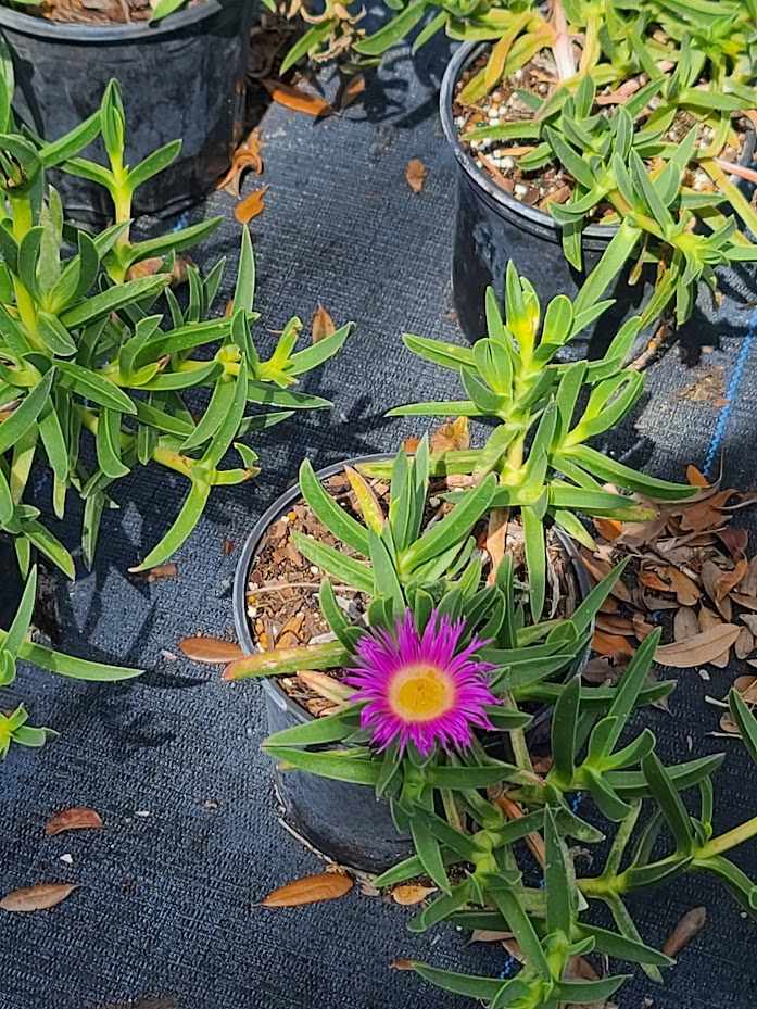 carpobrotus-spp-pigface-ice-plant-hottentot-plant