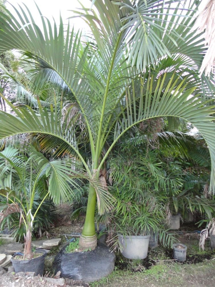 carpoxylon-macrospermum-aneityum-palm-carpoxylon-palm-elegant-palm
