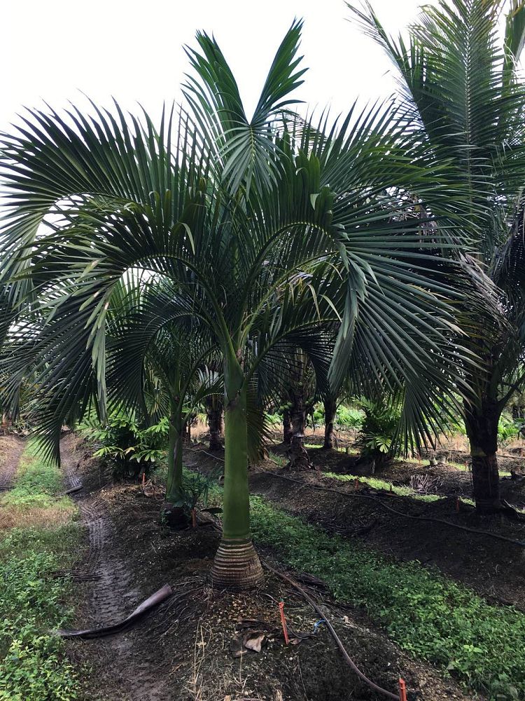 carpoxylon-macrospermum-aneityum-palm-carpoxylon-palm-elegant-palm