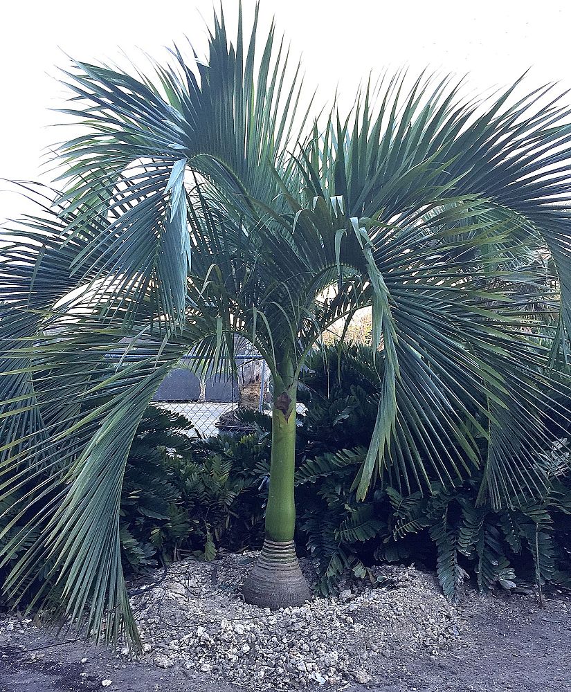 carpoxylon-macrospermum-aneityum-palm-carpoxylon-palm-elegant-palm