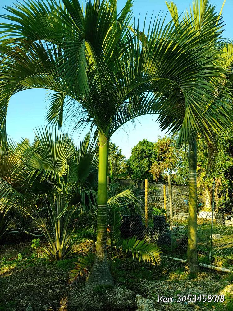 carpoxylon-macrospermum-aneityum-palm-carpoxylon-palm-elegant-palm