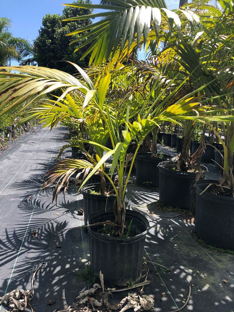 carpoxylon-macrospermum-aneityum-palm-carpoxylon-palm-elegant-palm