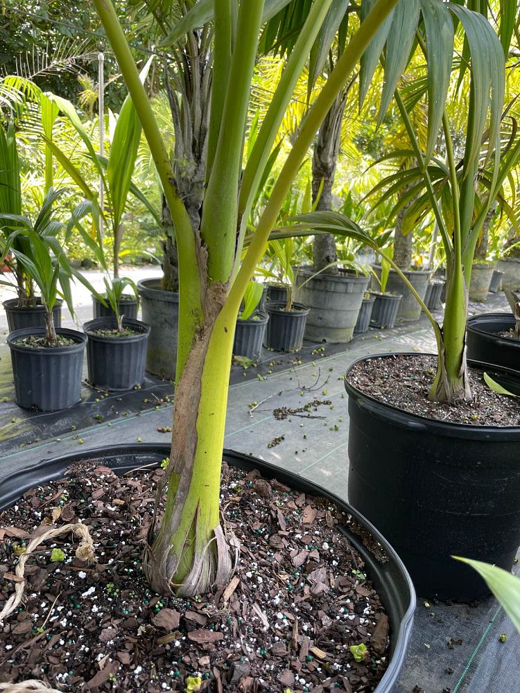 carpoxylon-macrospermum-aneityum-palm-carpoxylon-palm-elegant-palm