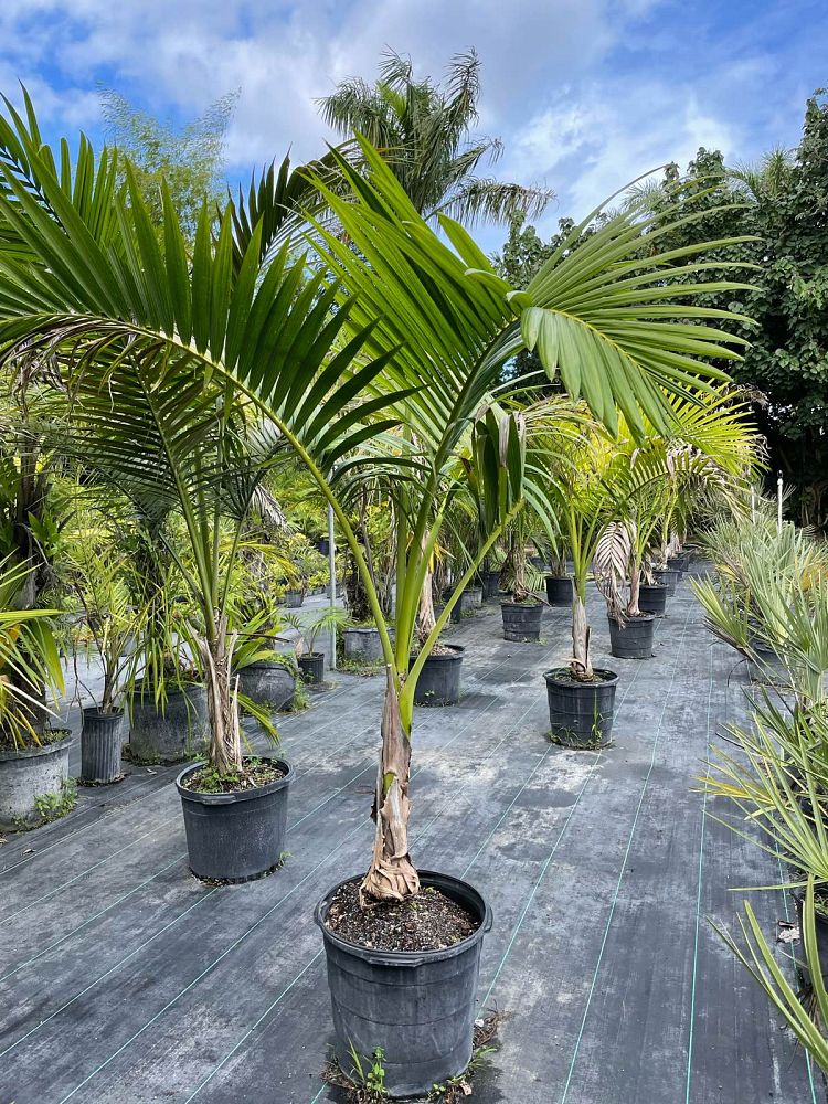 carpoxylon-macrospermum-aneityum-palm-carpoxylon-palm-elegant-palm