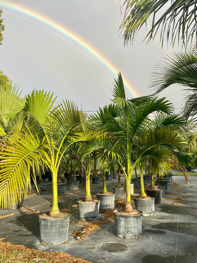 carpoxylon-macrospermum-aneityum-palm-carpoxylon-palm-elegant-palm