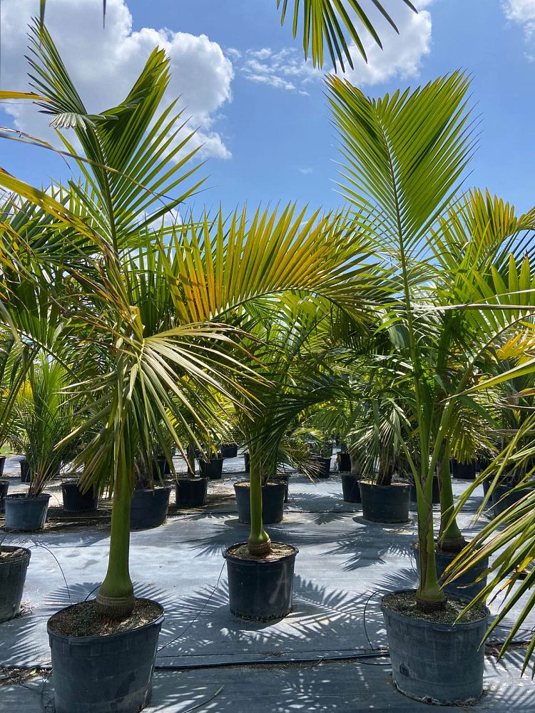 carpoxylon-macrospermum-aneityum-palm-carpoxylon-palm-elegant-palm