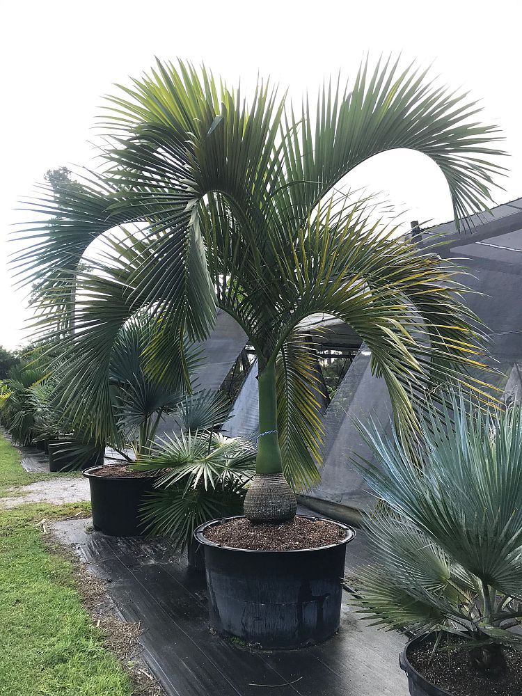 carpoxylon-macrospermum-aneityum-palm-carpoxylon-palm-elegant-palm