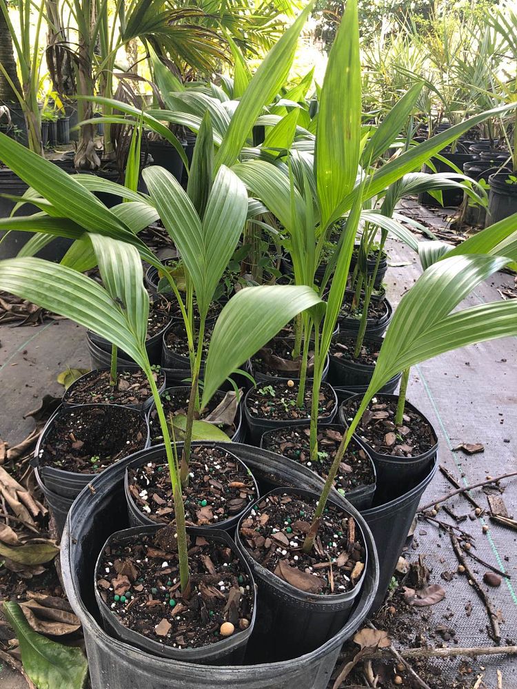 carpoxylon-macrospermum-aneityum-palm-carpoxylon-palm-elegant-palm