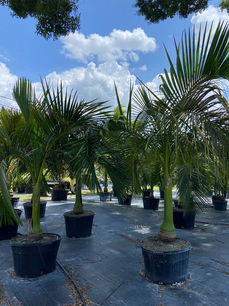 carpoxylon-macrospermum-aneityum-palm-carpoxylon-palm-elegant-palm