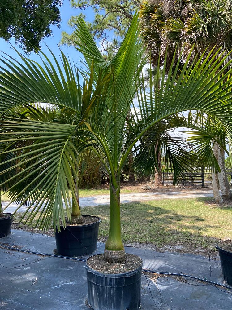 carpoxylon-macrospermum-aneityum-palm-carpoxylon-palm-elegant-palm