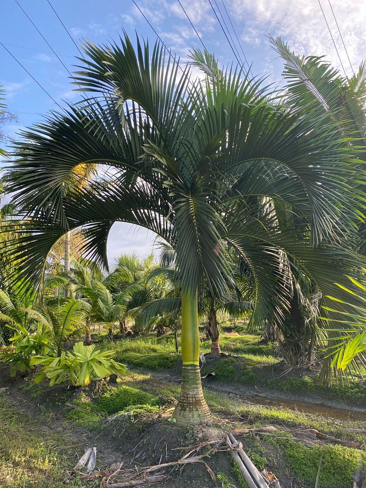 carpoxylon-macrospermum-aneityum-palm-carpoxylon-palm-elegant-palm