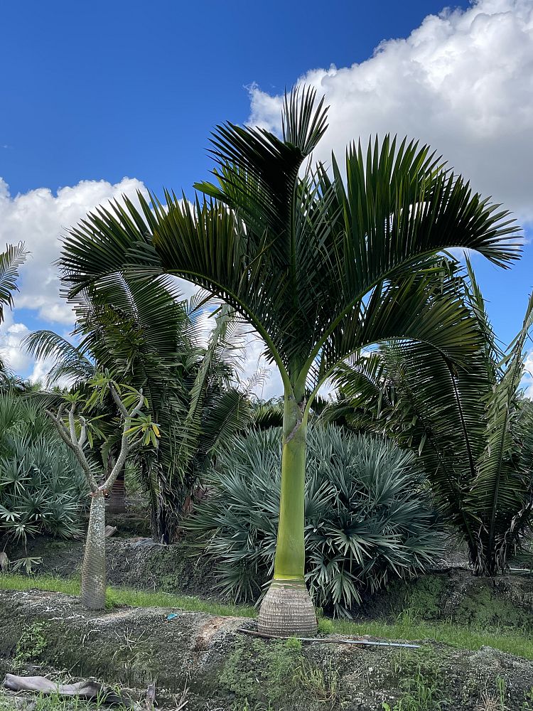carpoxylon-macrospermum-aneityum-palm-carpoxylon-palm-elegant-palm