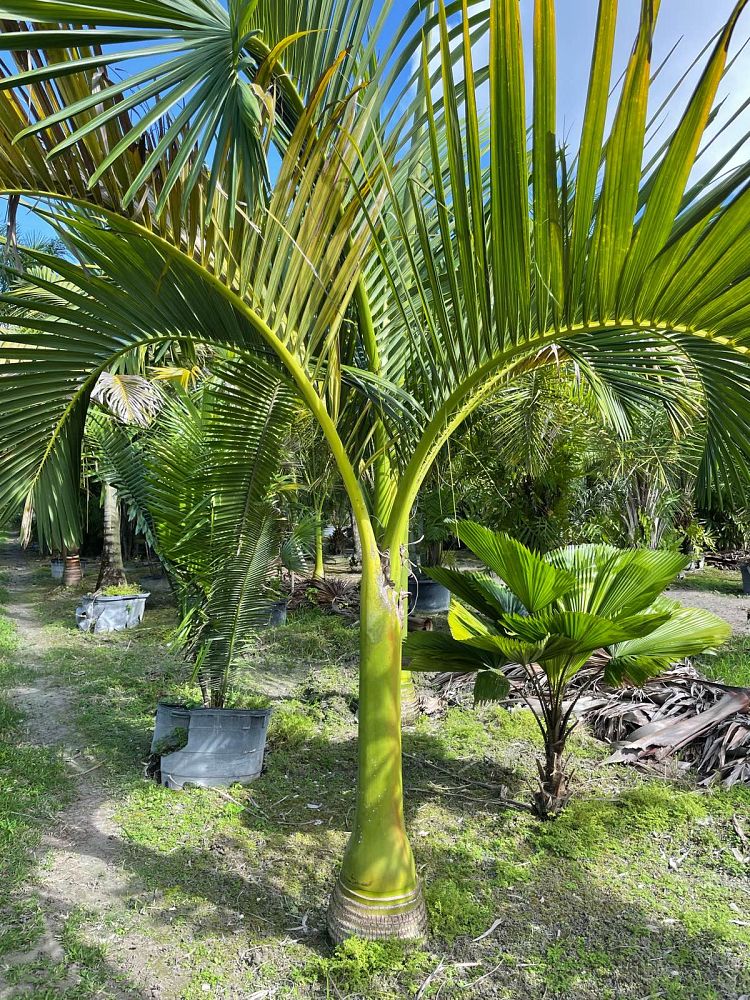 carpoxylon-macrospermum-aneityum-palm-carpoxylon-palm-elegant-palm