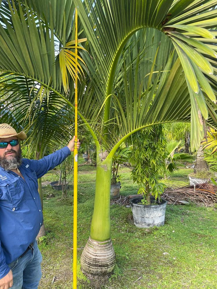 carpoxylon-macrospermum-aneityum-palm-carpoxylon-palm-elegant-palm