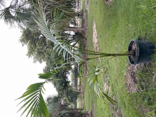 carpoxylon-macrospermum-aneityum-palm-carpoxylon-palm-elegant-palm
