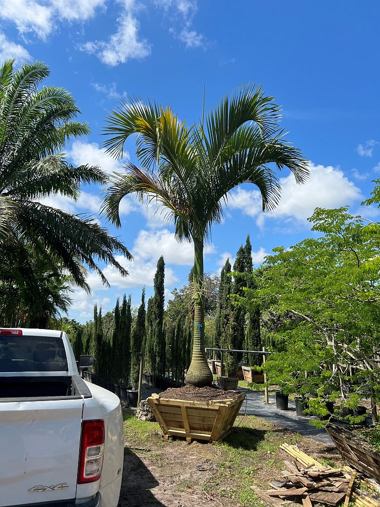 carpoxylon-macrospermum-aneityum-palm-carpoxylon-palm-elegant-palm