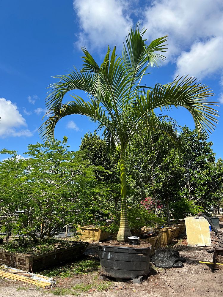 carpoxylon-macrospermum-aneityum-palm-carpoxylon-palm-elegant-palm