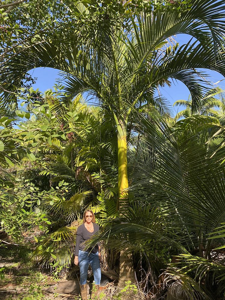 carpoxylon-macrospermum-aneityum-palm-carpoxylon-palm-elegant-palm