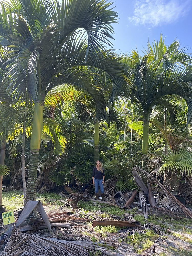carpoxylon-macrospermum-aneityum-palm-carpoxylon-palm-elegant-palm