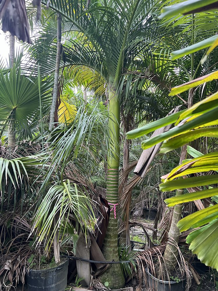 carpoxylon-macrospermum-aneityum-palm-carpoxylon-palm-elegant-palm
