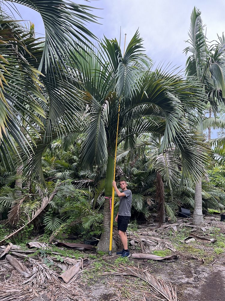 carpoxylon-macrospermum-aneityum-palm-carpoxylon-palm-elegant-palm