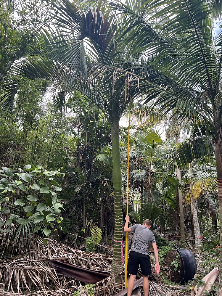 carpoxylon-macrospermum-aneityum-palm-carpoxylon-palm-elegant-palm