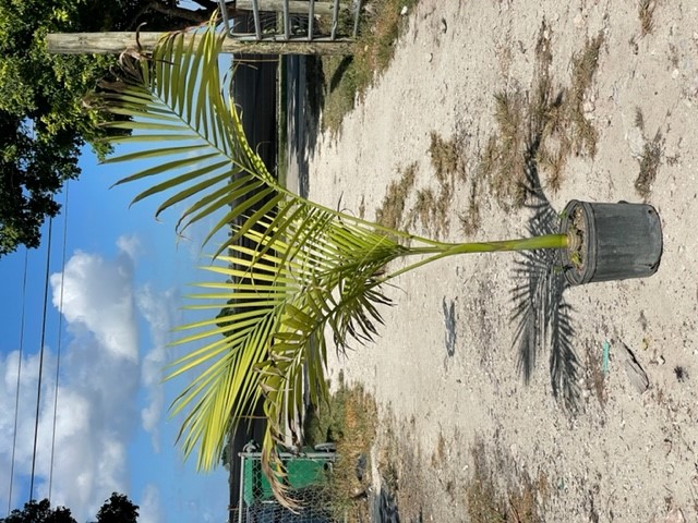 carpoxylon-macrospermum-aneityum-palm-carpoxylon-palm-elegant-palm