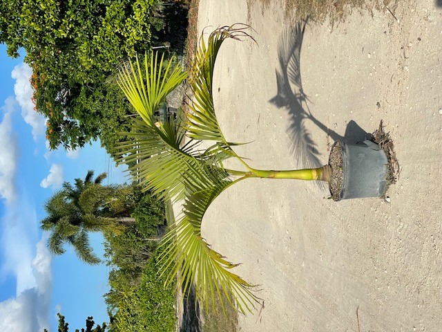 carpoxylon-macrospermum-aneityum-palm-carpoxylon-palm-elegant-palm