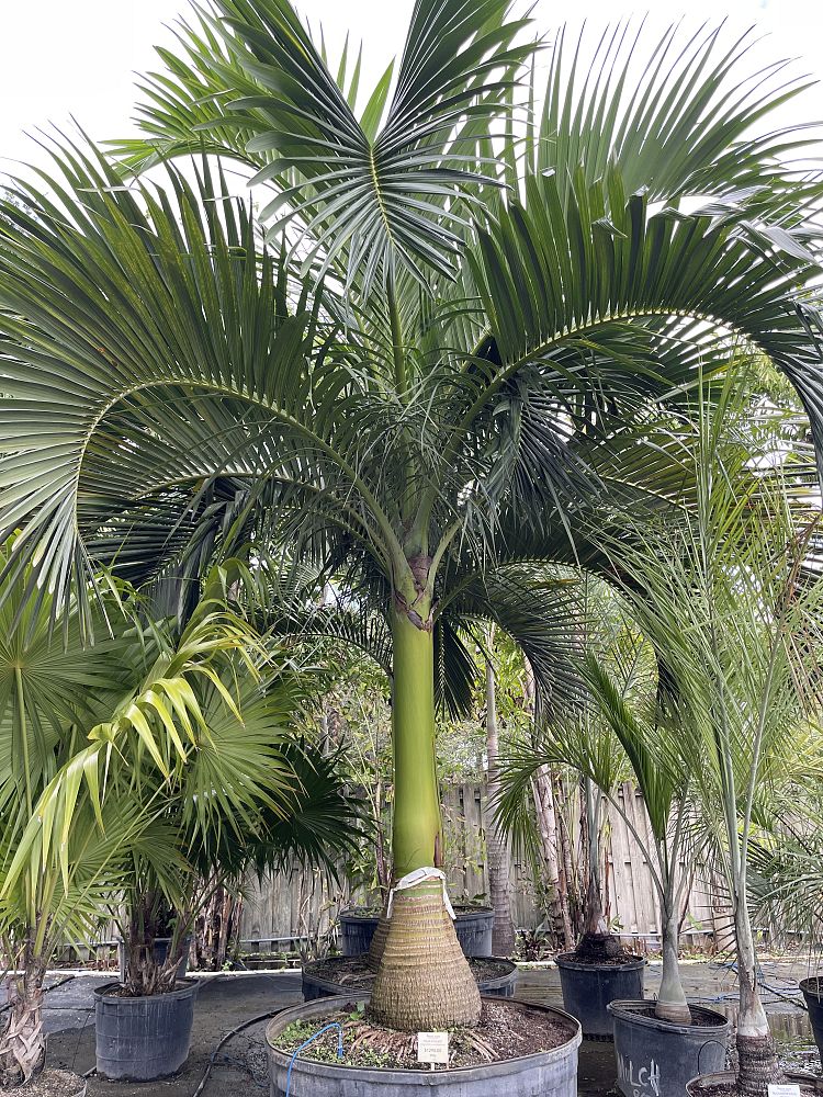 carpoxylon-macrospermum-aneityum-palm-carpoxylon-palm-elegant-palm