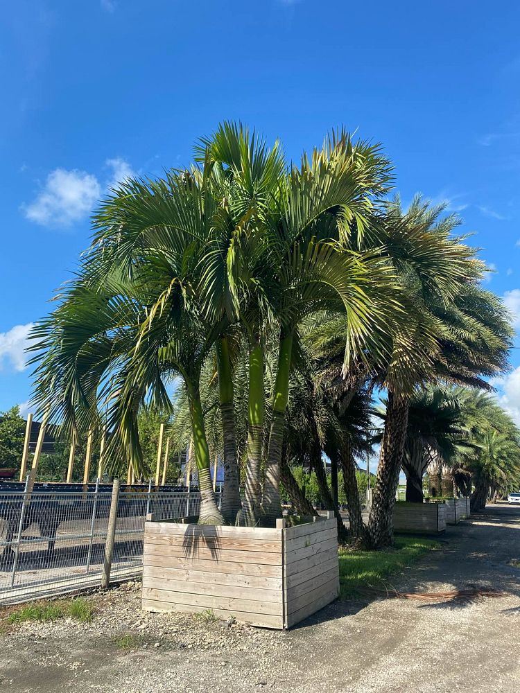 carpoxylon-macrospermum-aneityum-palm-carpoxylon-palm-elegant-palm