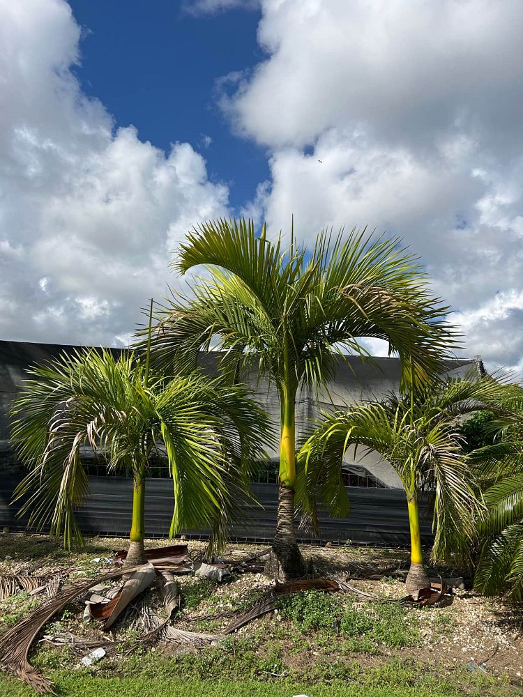 carpoxylon-macrospermum-aneityum-palm-carpoxylon-palm-elegant-palm