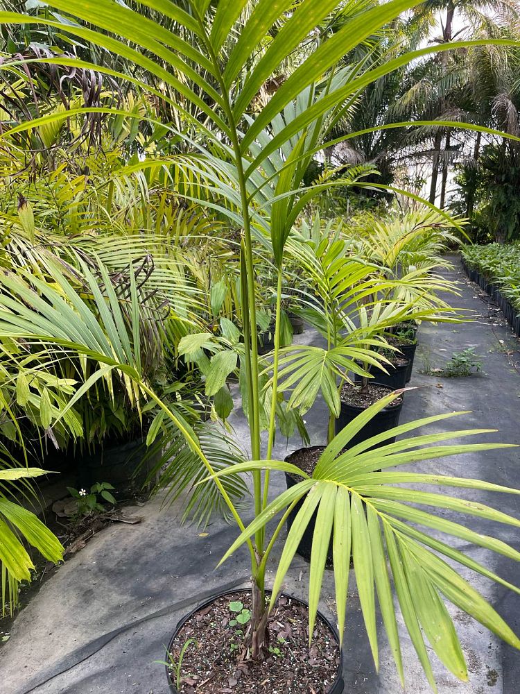 carpoxylon-macrospermum-aneityum-palm-carpoxylon-palm-elegant-palm