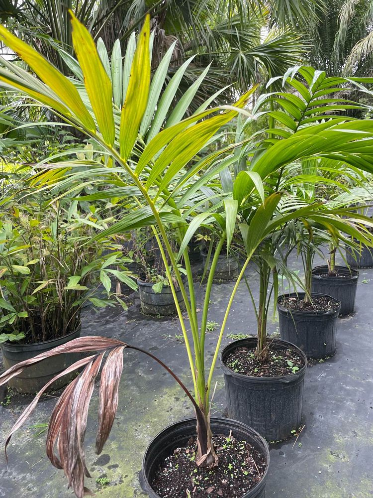 carpoxylon-macrospermum-aneityum-palm-carpoxylon-palm-elegant-palm