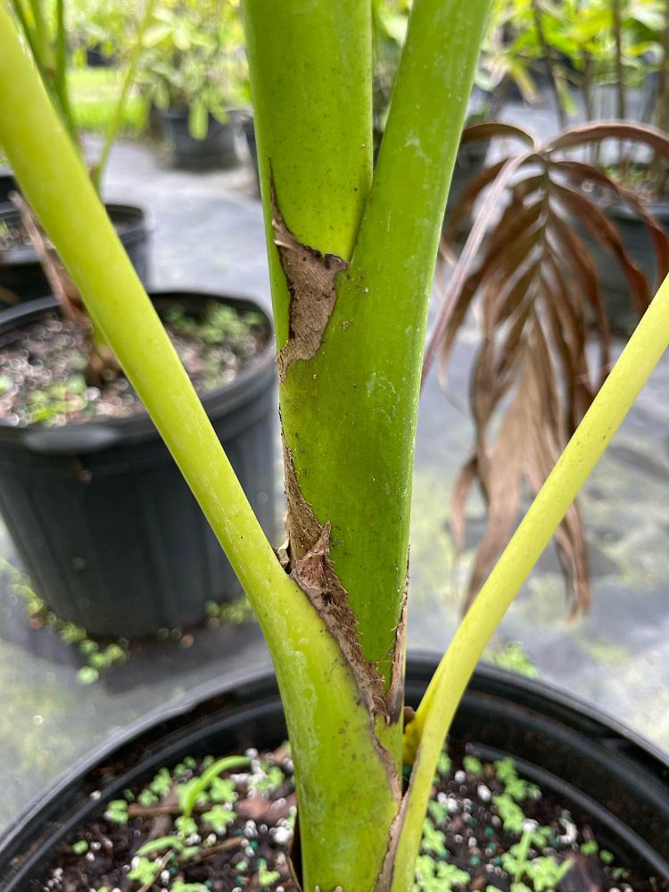 carpoxylon-macrospermum-aneityum-palm-carpoxylon-palm-elegant-palm