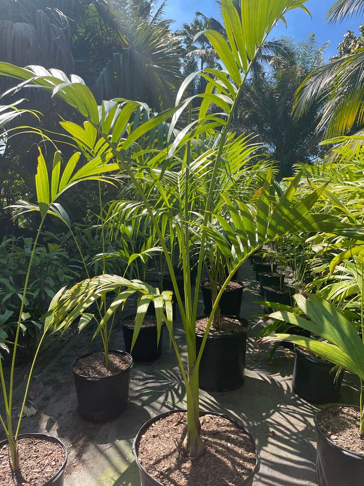 carpoxylon-macrospermum-aneityum-palm-carpoxylon-palm-elegant-palm