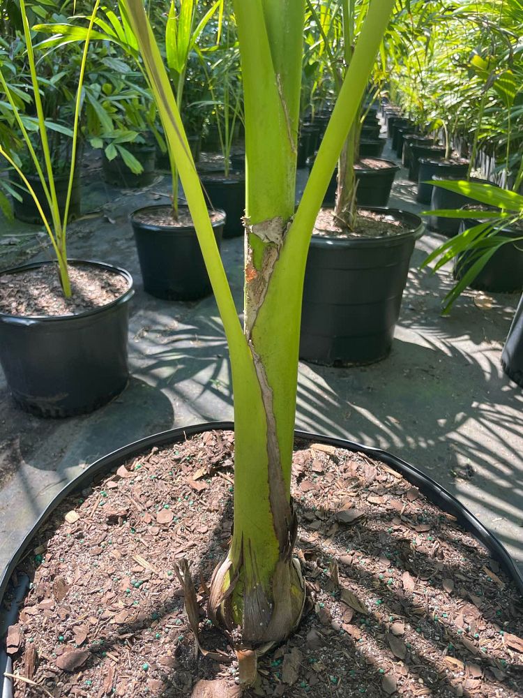 carpoxylon-macrospermum-aneityum-palm-carpoxylon-palm-elegant-palm