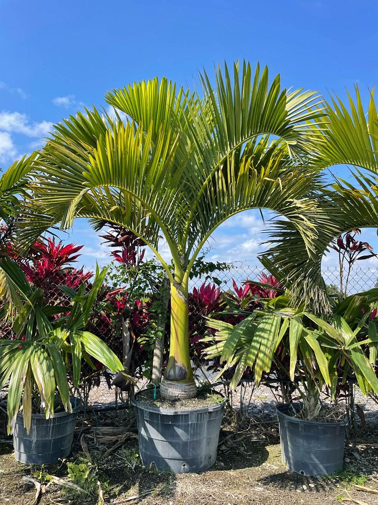 carpoxylon-macrospermum-aneityum-palm-carpoxylon-palm-elegant-palm