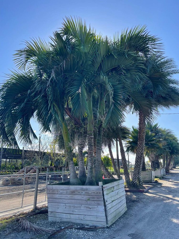 carpoxylon-macrospermum-aneityum-palm-carpoxylon-palm-elegant-palm