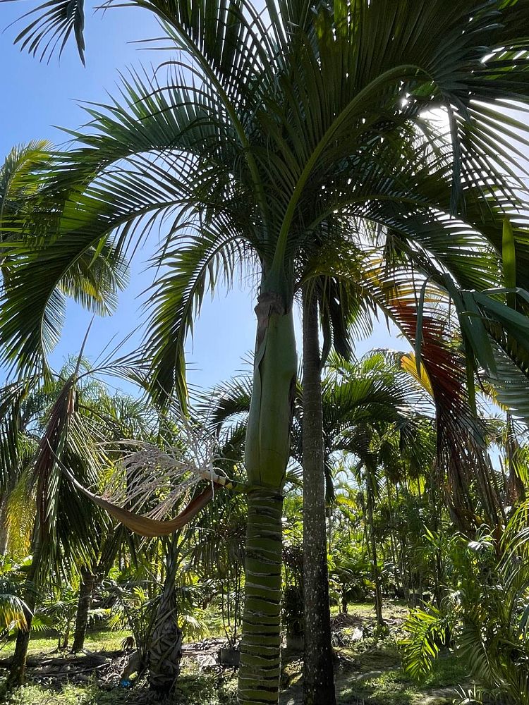 carpoxylon-macrospermum-aneityum-palm-carpoxylon-palm-elegant-palm