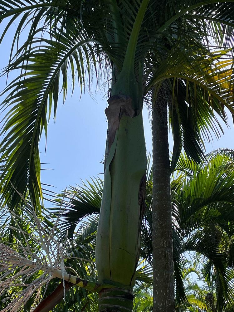 carpoxylon-macrospermum-aneityum-palm-carpoxylon-palm-elegant-palm