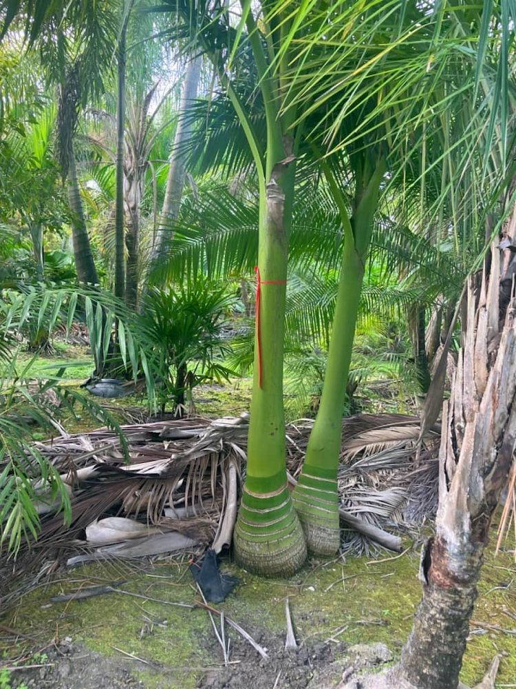 carpoxylon-macrospermum-aneityum-palm-carpoxylon-palm-elegant-palm