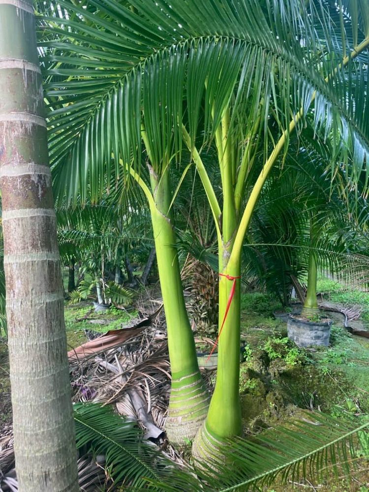 carpoxylon-macrospermum-aneityum-palm-carpoxylon-palm-elegant-palm