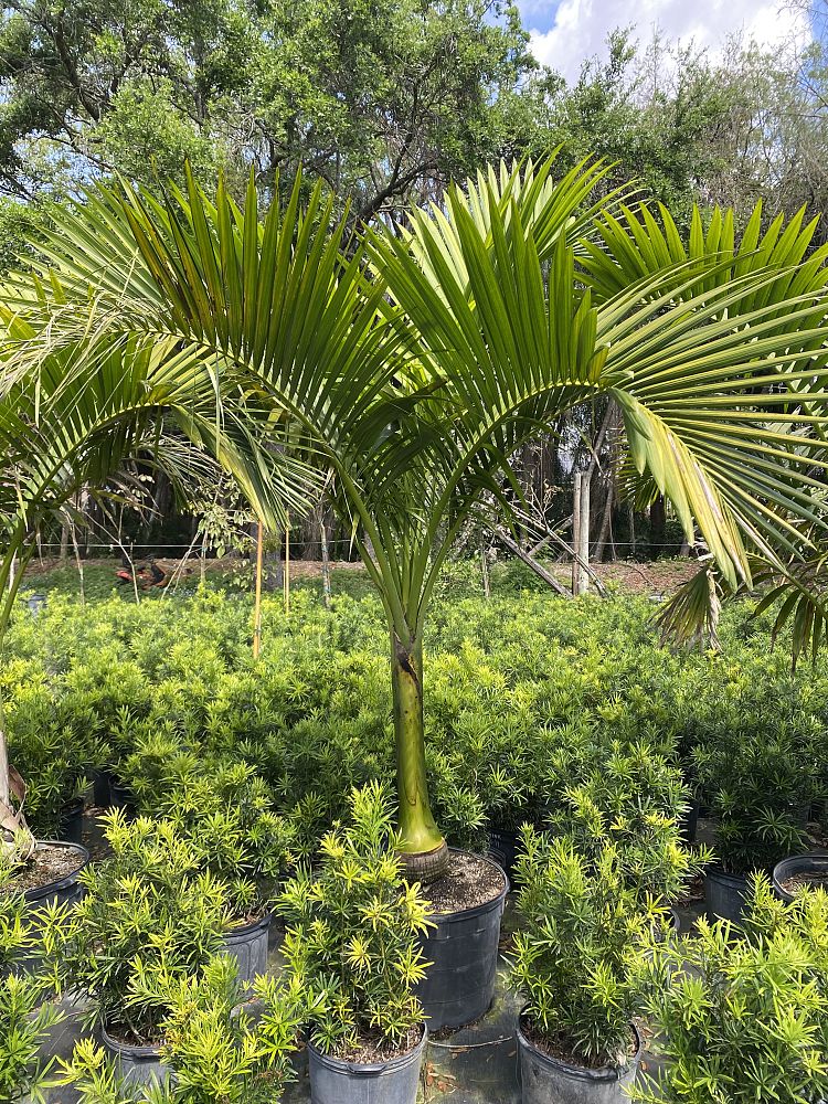 carpoxylon-macrospermum-aneityum-palm-carpoxylon-palm-elegant-palm