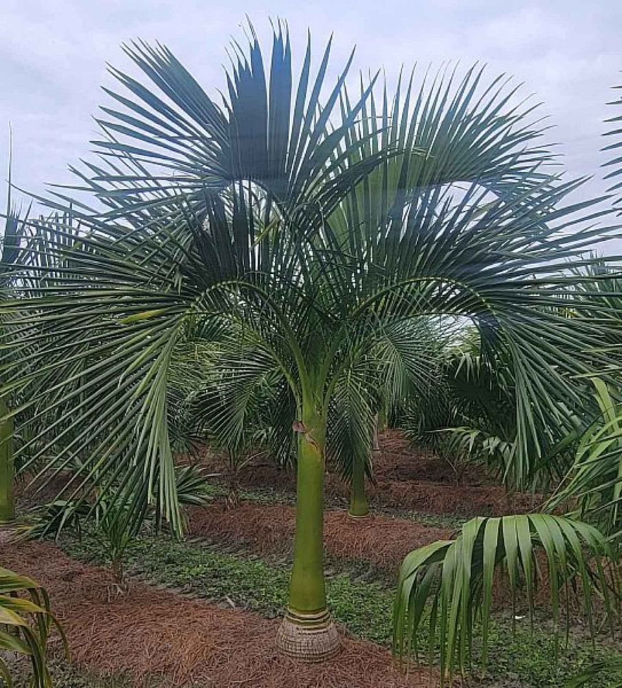 carpoxylon-macrospermum-aneityum-palm-carpoxylon-palm-elegant-palm